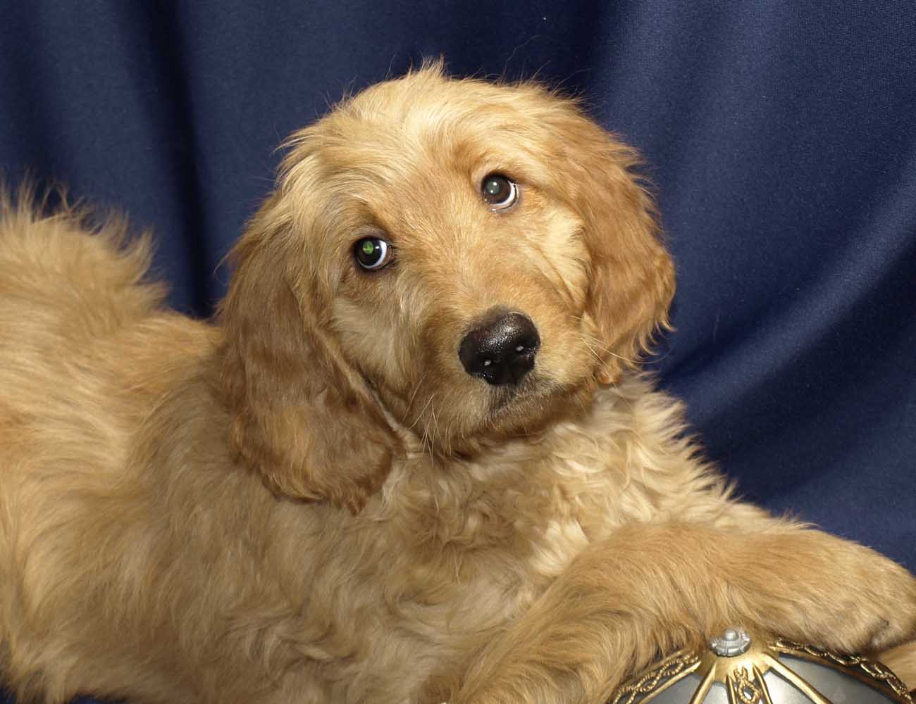 Goldendoodle Puppies for Sale - 051eck   Copy